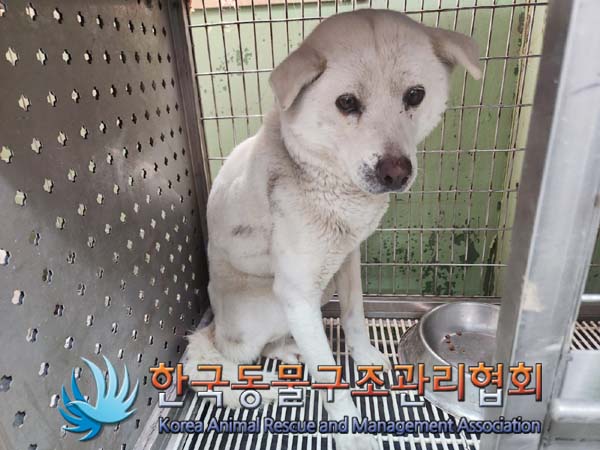 한국동물구조관리협회_441382202400113